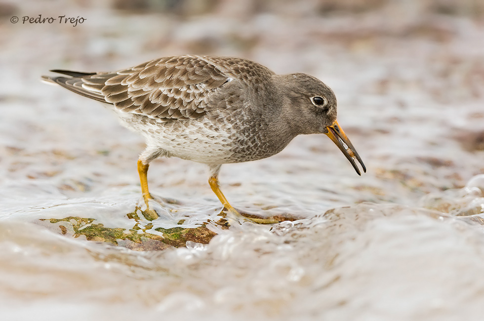 Correlimos oscuro (Calidris maritima)